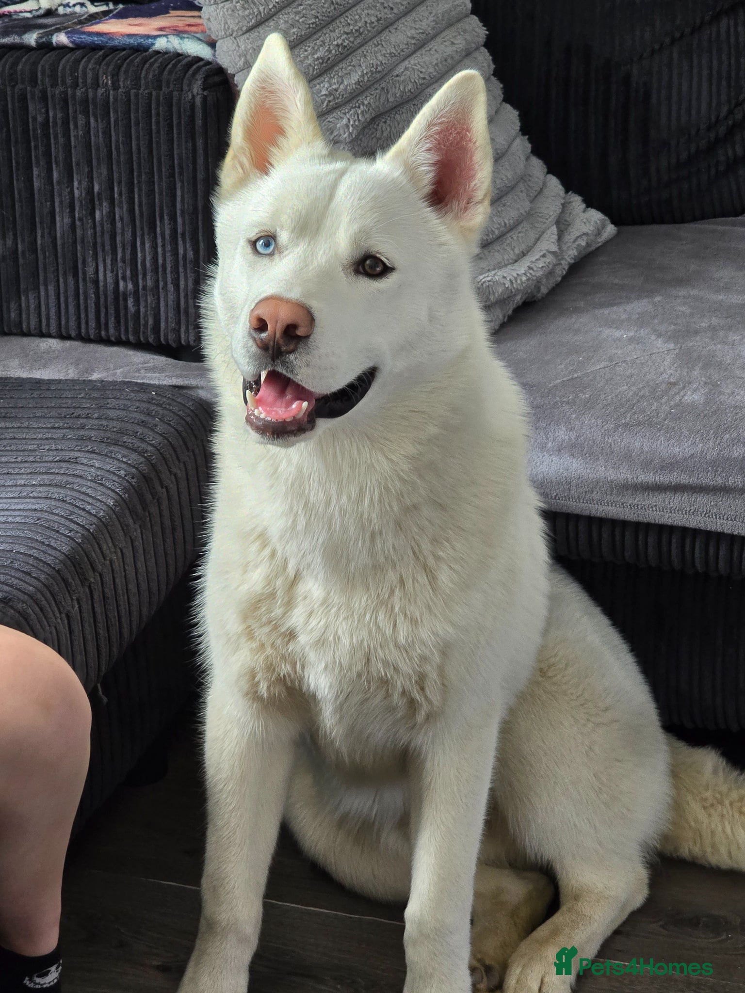 Siberian Husky dogs White Siberian Husky Male - Advert 5