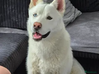 Siberian Husky dogs White Siberian Husky Male - Advert 5