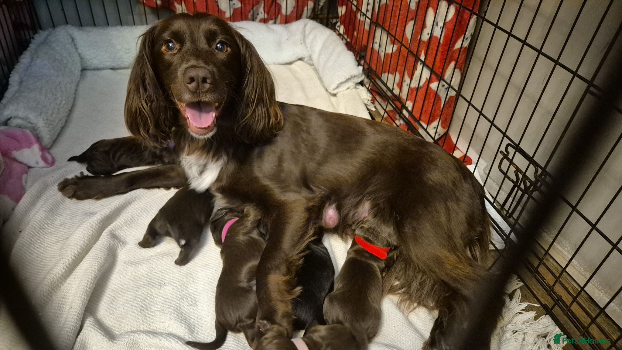 Cocker Spaniel dogs Cocker spaniel puppies for sale - Advert 1