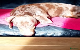 Dachshund dogs for sale: 3 year male dachshund  - Image 2