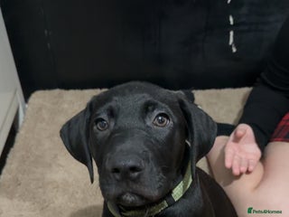 Mixed Breed dogs Weimaraner cross with Border Collie - Advert 4