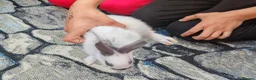 English Spot rabbits for sale: Pure English spot babies  - Advert 5