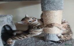 Mixed Breed cats for sale: Beutyful bengal babies wisbech 🐈😻 - Advert 24