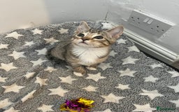 Mixed Breed cats for sale: Pixie bob mixed kittens - Image 10