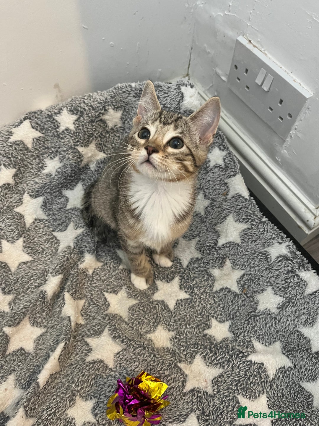 Mixed Breed cats for sale: Pixie bob mixed kittens - Image 10