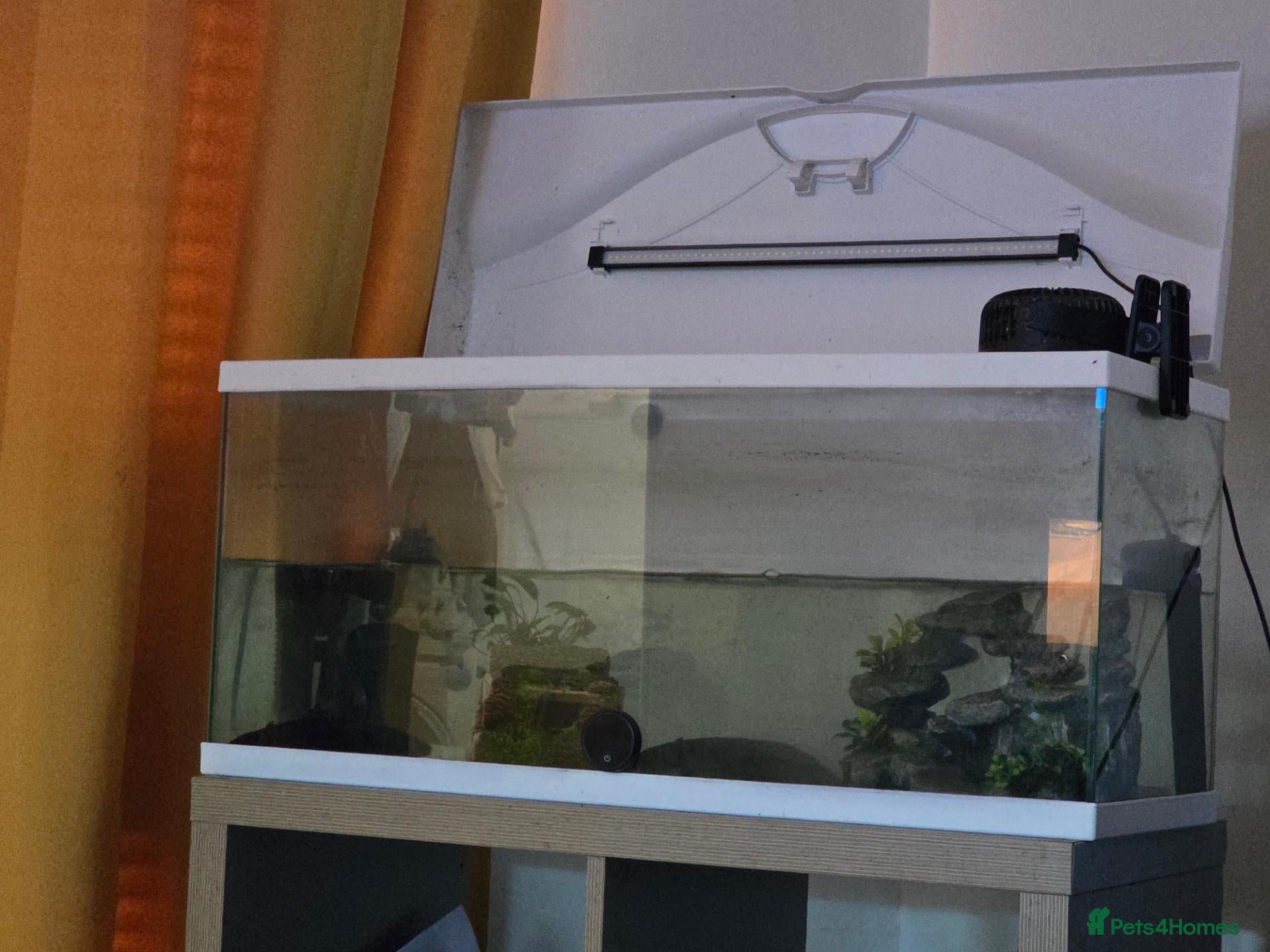 Axolotl reptiles 2 Melanoid Axolotls, tank, decor and 2 filters.  - Advert 3