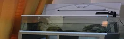 Axolotl reptiles for sale: 2 Melanoid Axolotls, tank, decor and 2 filters.  - Advert 1