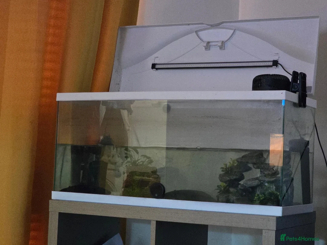 Axolotl reptiles for sale: 2 Melanoid Axolotls, tank, decor and 2 filters.  - Advert 1