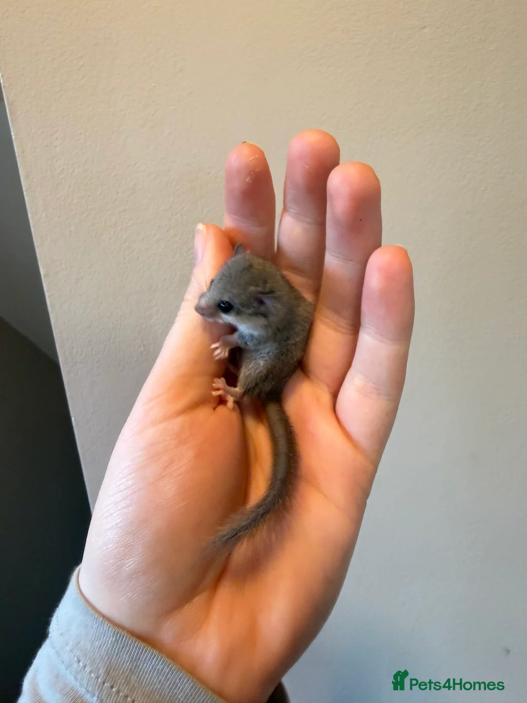 Mouse rodents for sale:  African Pygmg dormice few available.  - Advert 3