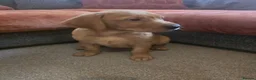 Labrador Retriever dogs for sale: Fox red labrador puppies for sale - Advert 7
