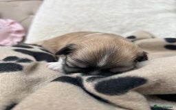 Lhasa Apso dogs for sale: Beautiful Lhasa apso puppies 🐶  - Image 27
