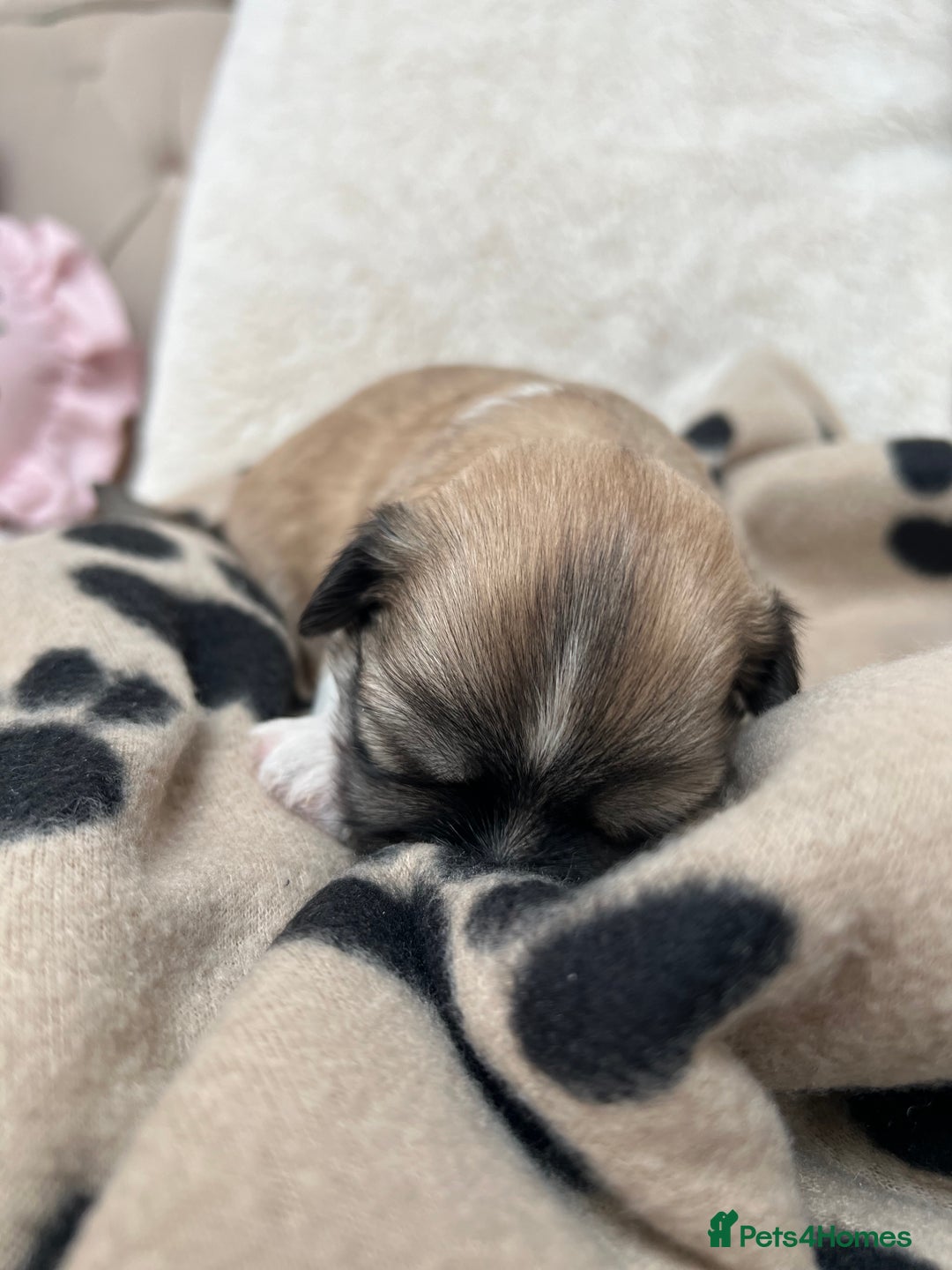 Lhasa Apso dogs for sale: Beautiful Lhasa apso puppies 🐶  - Image 27
