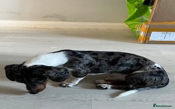 Miniature Dachshund dogs for sale: miniature dachshund  - Advert 3