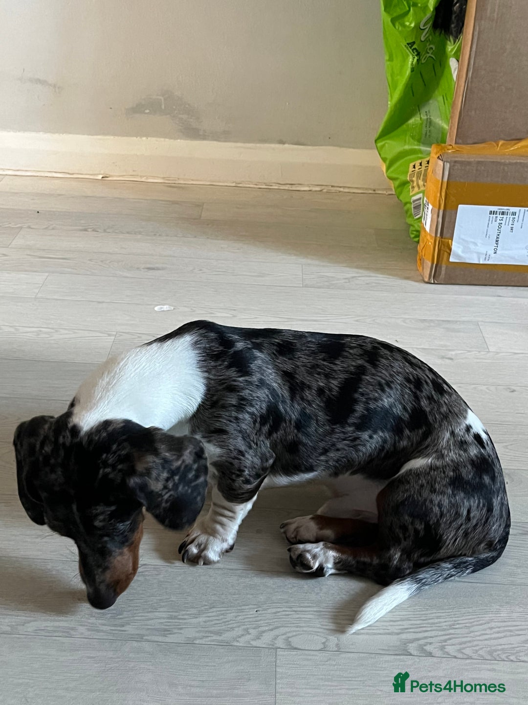 Miniature Dachshund dogs for sale: miniature dachshund  - Advert 3