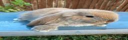 French Lop rabbits for sale: French Lop Bunnies in London - Advert 4