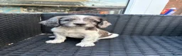 Sprocker dogs for sale: Sprocker puppies  - Advert 10