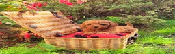Toy Poodle dogs for sale: Asian Poodle Male for sale - Advert 5