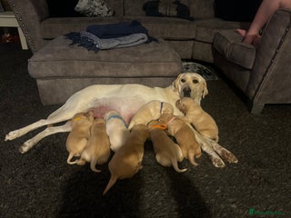 Labrador Retriever dogs for sale - Advert 1