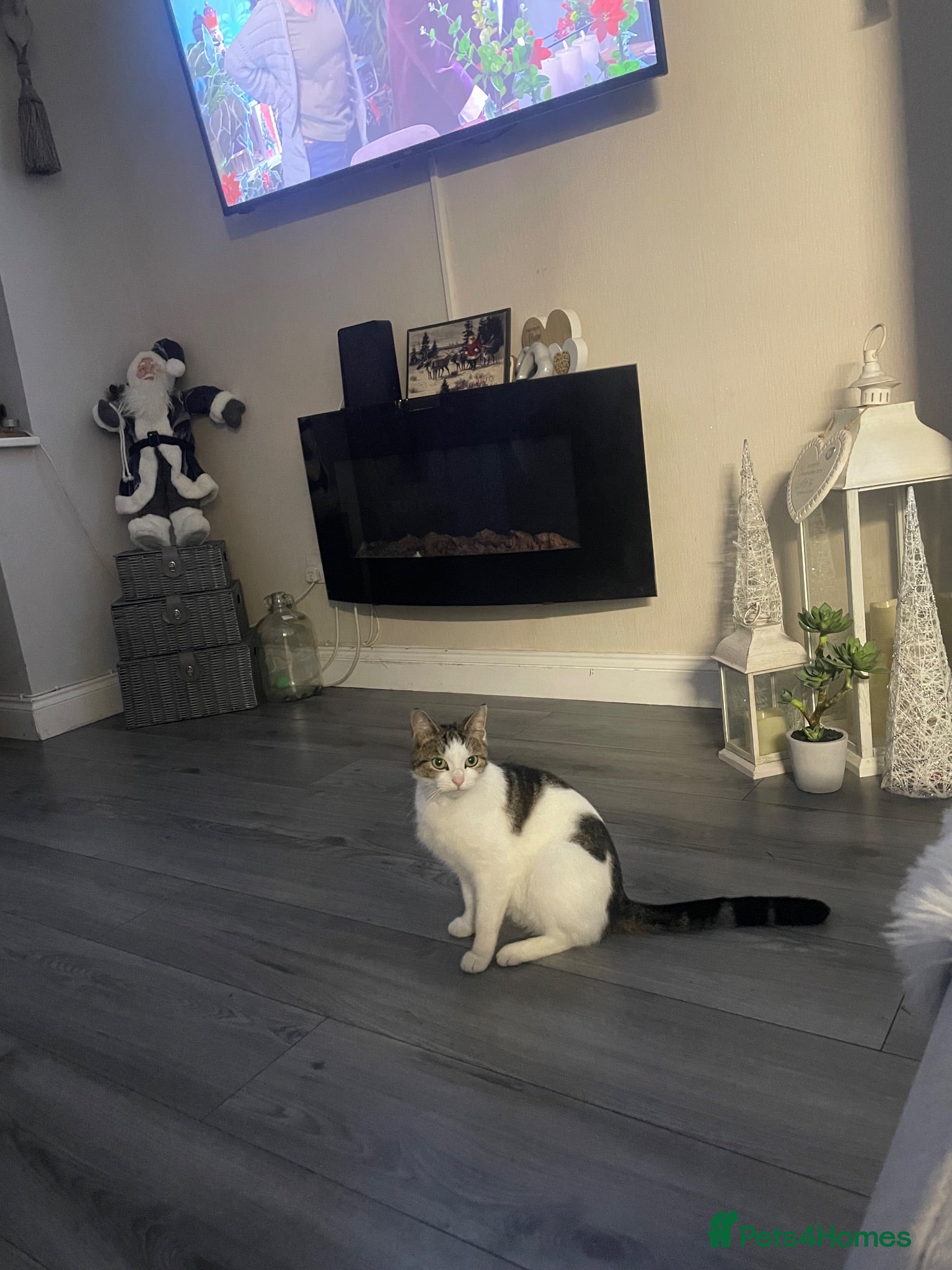Mixed Breed cats tabby kittens - Advert 1