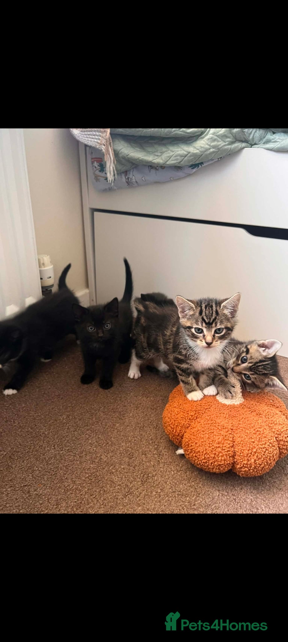 British Shorthair cats British shorthair  - Advert 2