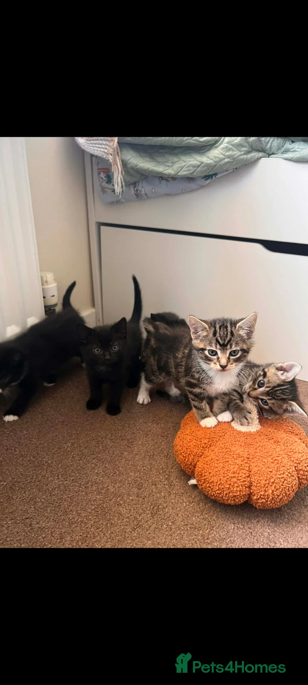 British Shorthair cats for sale: British shorthair  - Advert 2