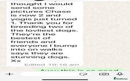 Golden Retriever dogs for sale: Extensively Health tested parents.Snowwhite Chunks - Image 31