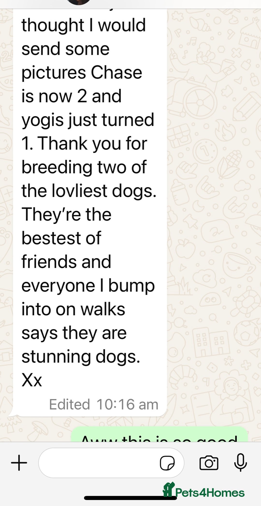 Golden Retriever dogs for sale: Extensively Health tested parents.Snowwhite Chunks - Image 31