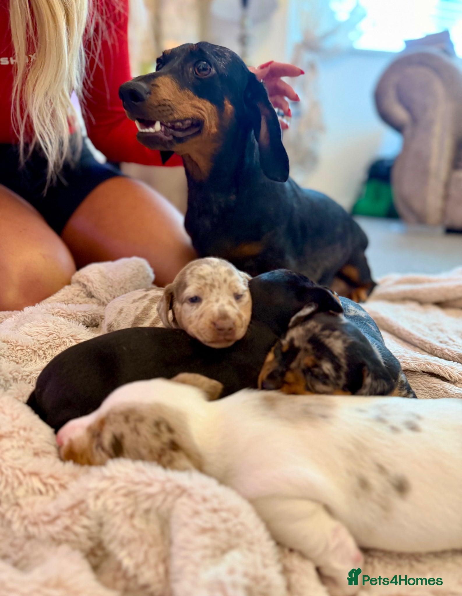 Dachshund dogs for sale: Dachshund  - Advert 21