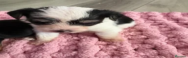 Mixed Breed Puppy 1
