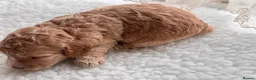 Cockapoo dogs for sale: AMAZING TOY COCKAPOO PUPPIES - Advert 16