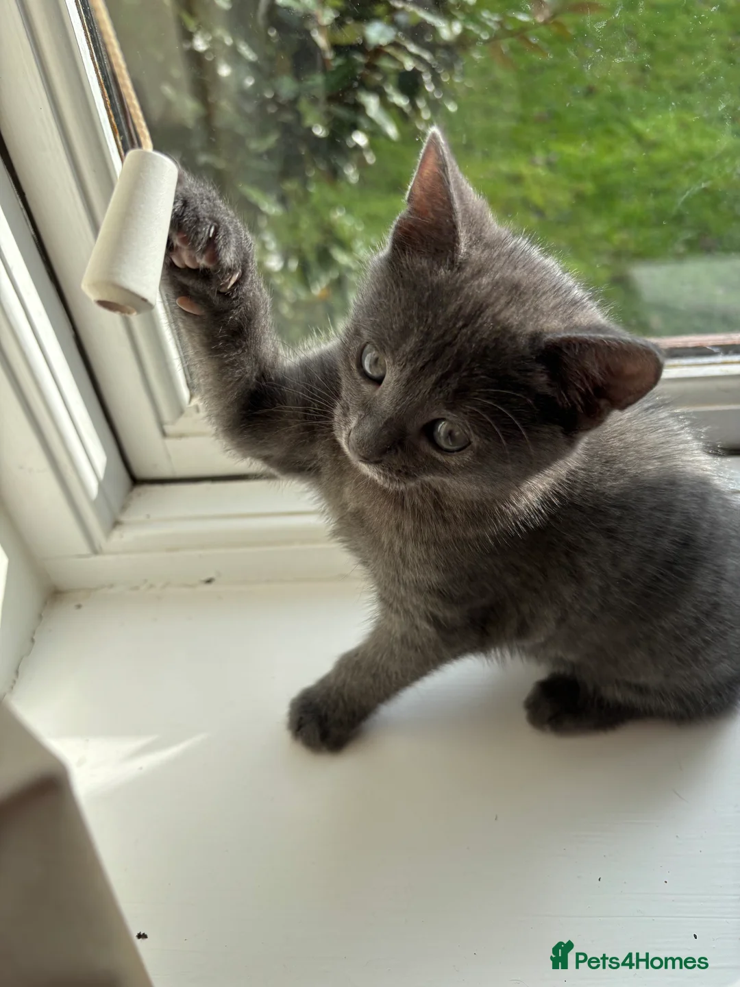 Domestic Shorthair cats for sale: Beautiful grey kittens available from 15 February  - Advert 8