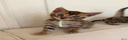 Bengal cats for sale: ✨ Pedigree Rosetted Bengal Kittens - Ready Soon✨ - Advert 31