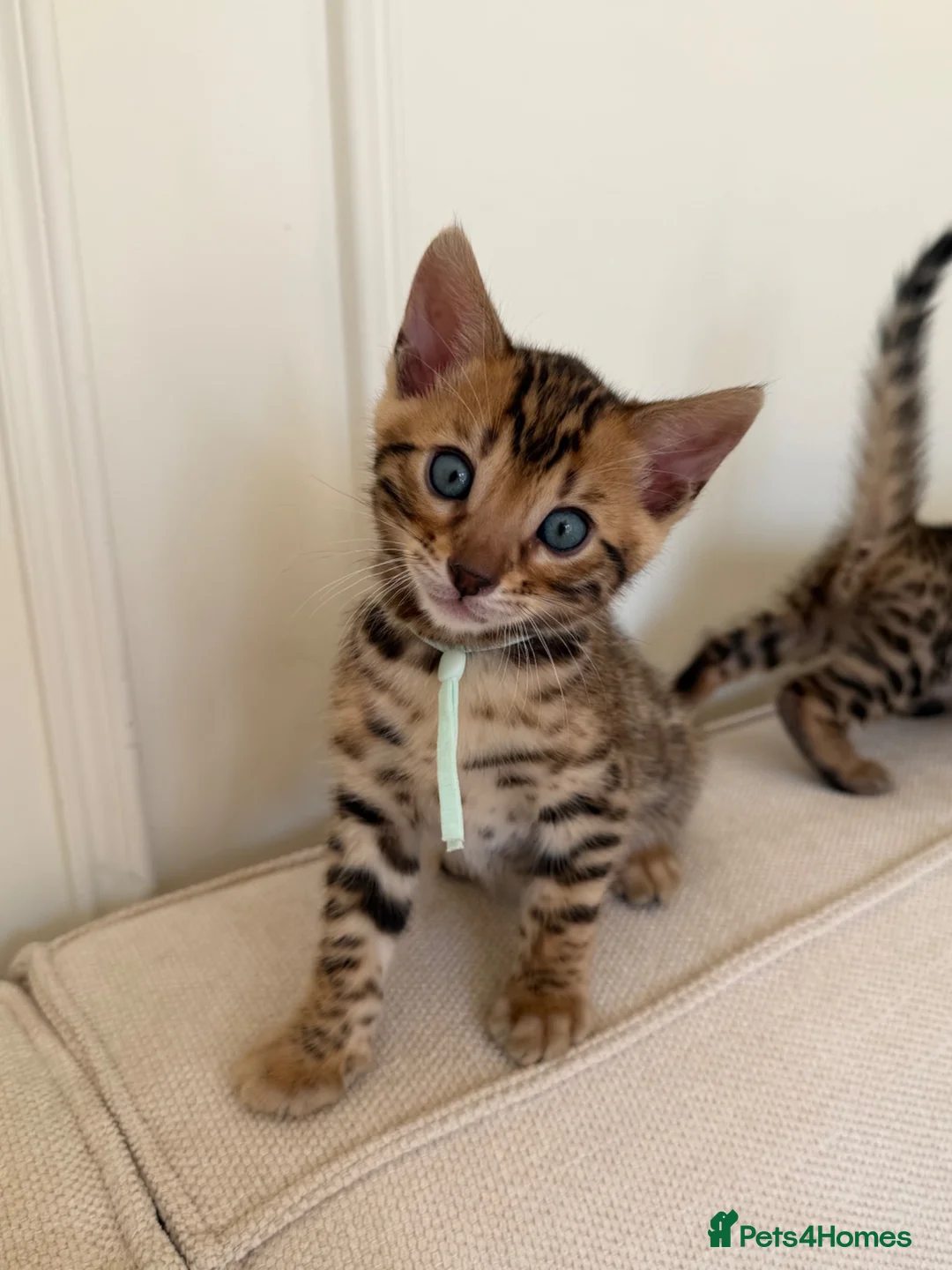 Bengal cats for sale: ✨ Pedigree Rosetted Bengal Kittens - Ready Soon✨ - Advert 31