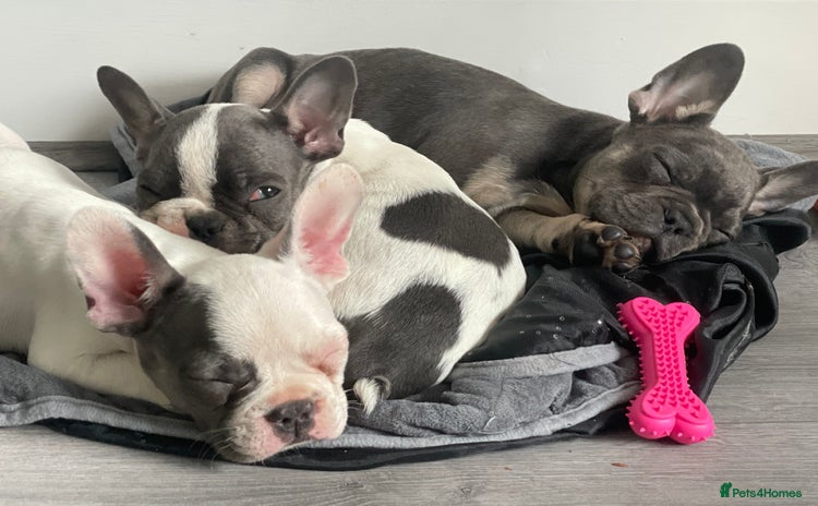 French Bulldog dogs - Advert 4