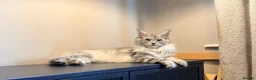 Maine Coon cats for sale: XL MAINE COON EUROPEAN LINES! Ready now!  - Advert 9
