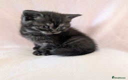 British Shorthair cats for sale: 2x british short hair kittens for sale - Image 2