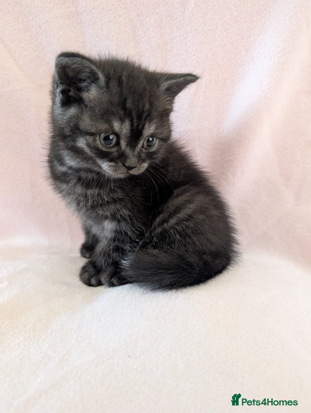 British Shorthair cats for sale: 2x british short hair kittens for sale - Image 2