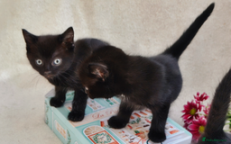 Mixed Breed cats for sale: Gorgeous Maine-Coon/Ragdoll/Bombay Mix Kittens!!! - Image 5