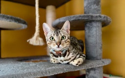 Bengal cats for sale: Silver Bengal looking for loving home  - Image 2