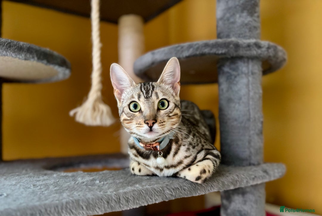 Bengal cats for sale: Silver Bengal looking for loving home  - Image 2