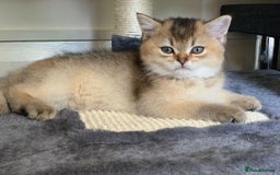 British Shorthair cats for sale: British Shorthair Kittens – Golden & Silver Shaded - Image 4
