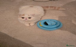 Exotic cats for sale: Stunning Rare Cream Van ESH Male - Image 19
