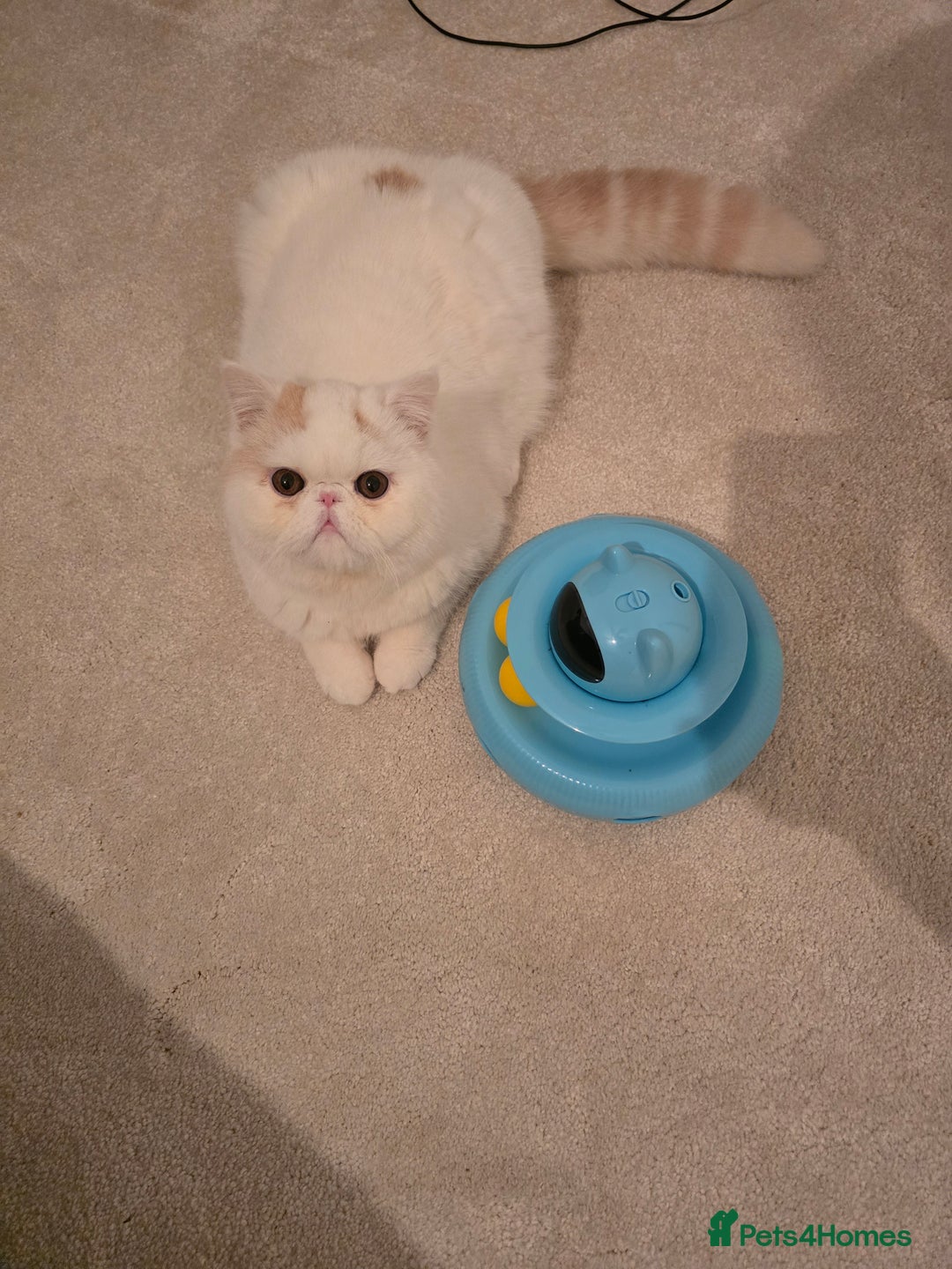Exotic cats for sale: Stunning Rare Cream Van ESH Male - Image 19