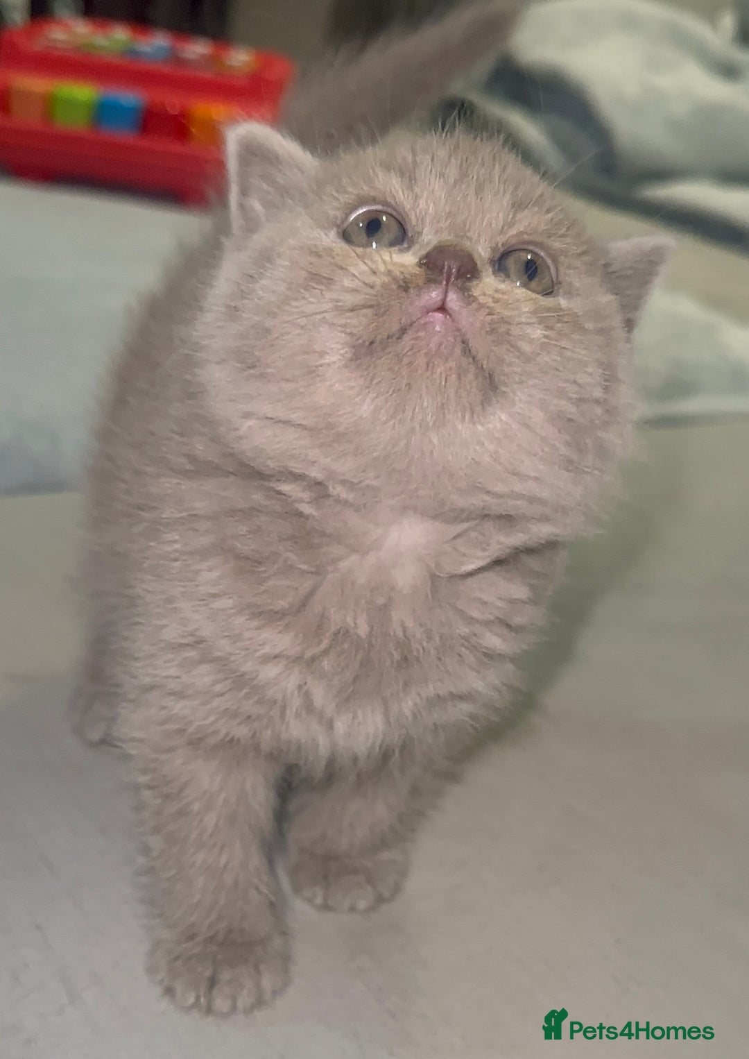 British Shorthair cats for stud: British short hair STUD duties only  in Hull - Advert 23