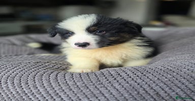 Australian Shepherd dogs - Advert 9