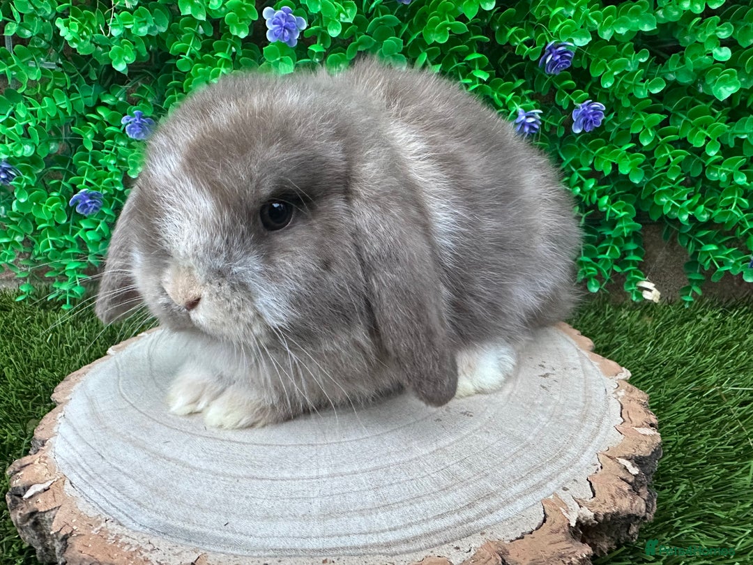 Mini Lop rabbits for sale: Stunning mini lop bunnies ready to reserve  - Advert 4