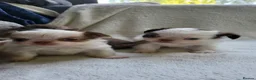 Chihuahua dogs for sale: Beautiful long haired chihuahua puppies - Advert 7