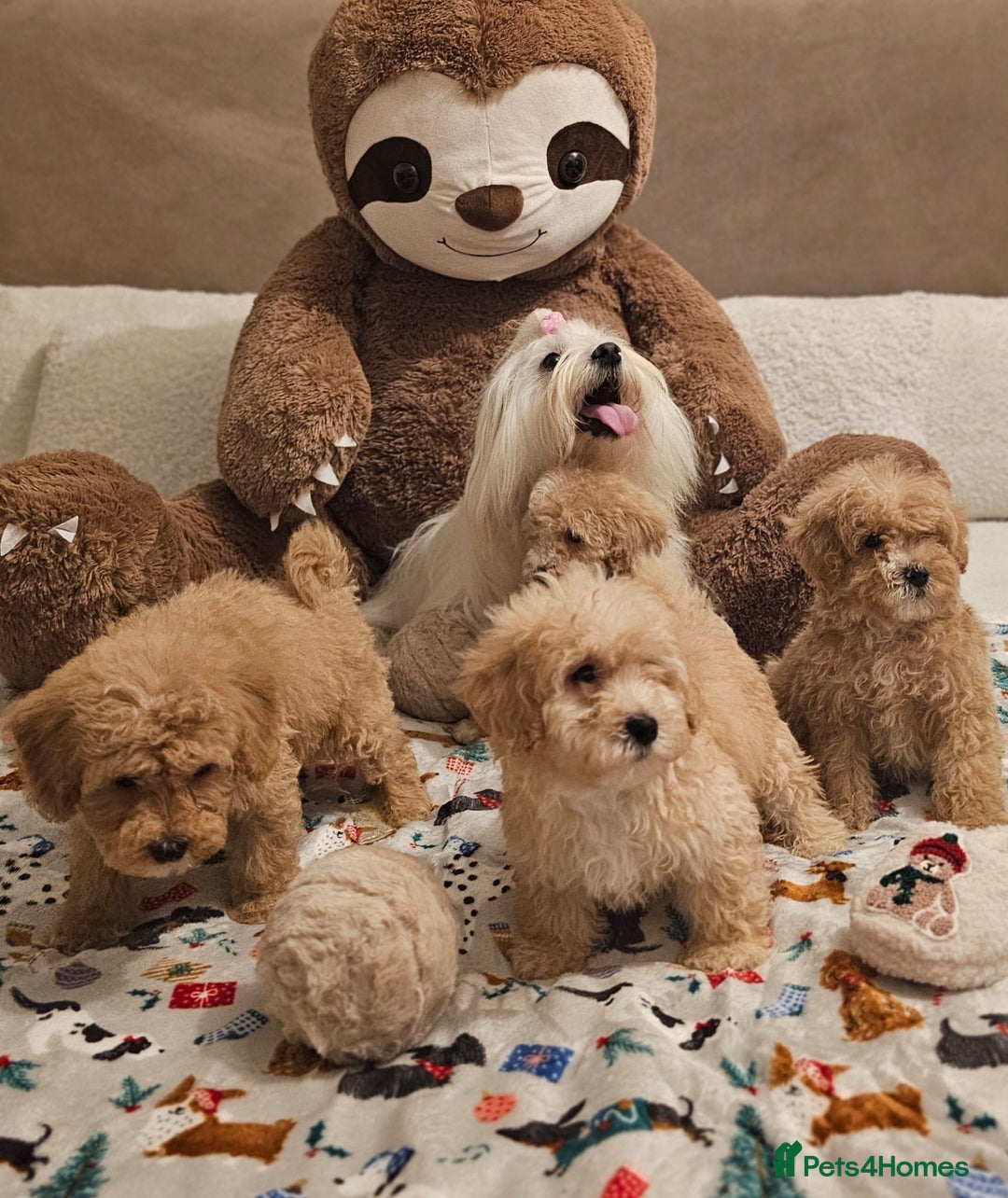 Maltipoo dogs for sale: Amazing apricot color Maltipoo puppies! - Advert 21