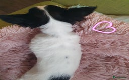 Chihuahua dogs for sale: Tri coloured longcoat apple head - Image 7