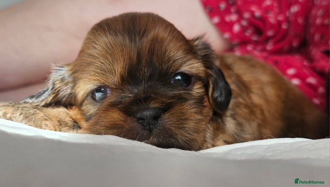 Shih Tzu dogs for sale: Imperial Shih tzu Puppies - Image 8
